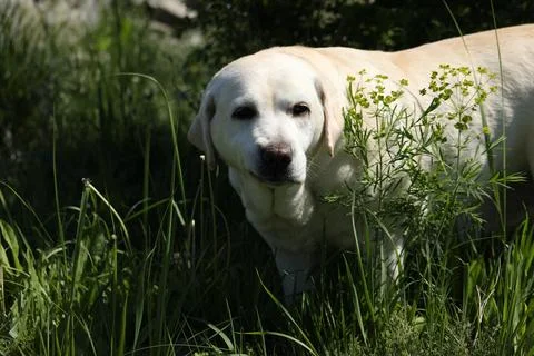 Labrador retriever Foto stock