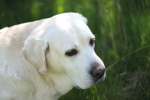 Labrador retriever Stock Photos