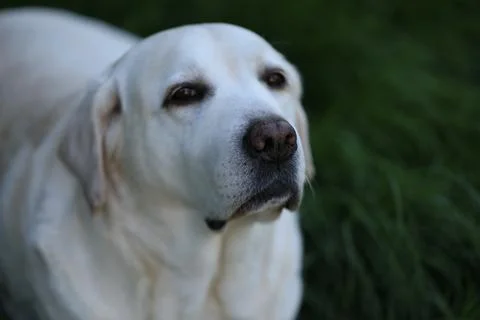 Labrador retriever Stock Photos