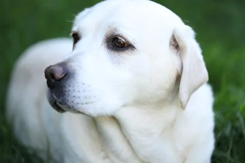 Labrador retriever Stock Photos