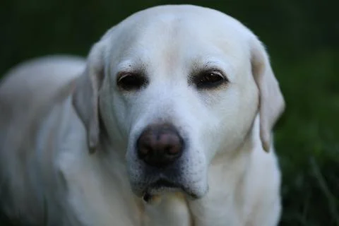Labrador retriever Stock Photos