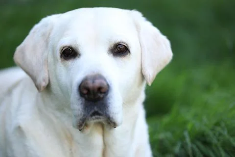 Labrador retriever Stock Photos