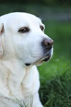 Labrador retriever Fotos Stock