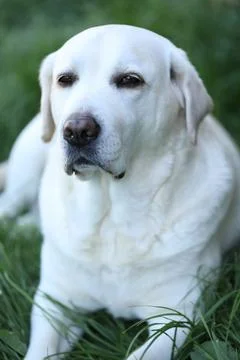 Labrador retriever Stock Photos