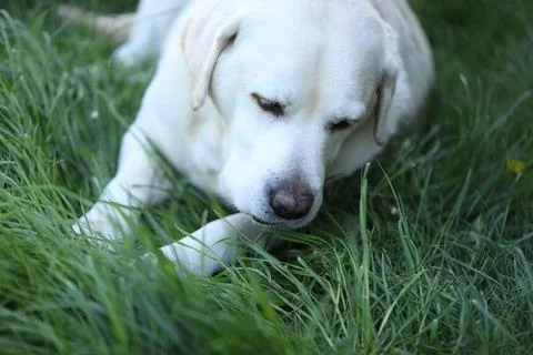 Labrador retriever Stock Photos