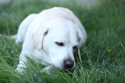 Labrador retriever Stock Photos