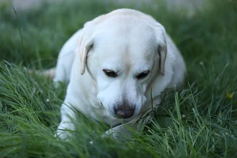 Labrador retriever Stock Photos