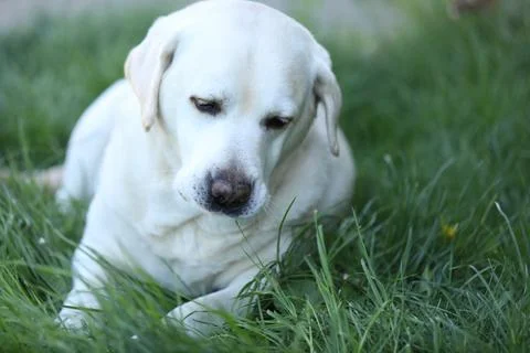 Labrador retriever Stock Photos