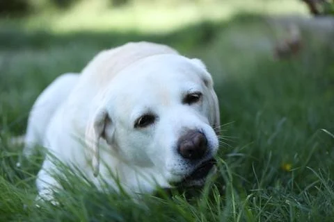 Labrador retriever Stock Photos