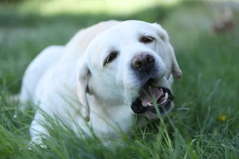 Labrador retriever Stock Photos