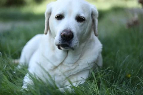 Labrador retriever Stock Photos
