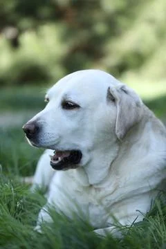 Labrador retriever Stock Photos