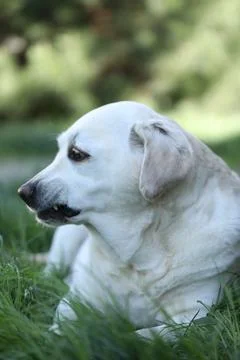 Labrador retriever Stock-Fotos