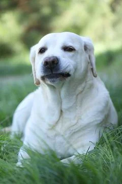 Labrador retriever Stock Photos