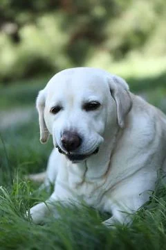Labrador retriever Stock Photos