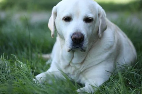 Labrador retriever Stock Photos