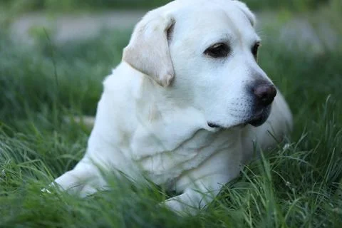 Labrador retriever Stock-Fotos