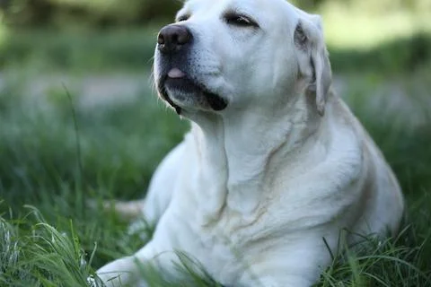Labrador retriever Foto stock