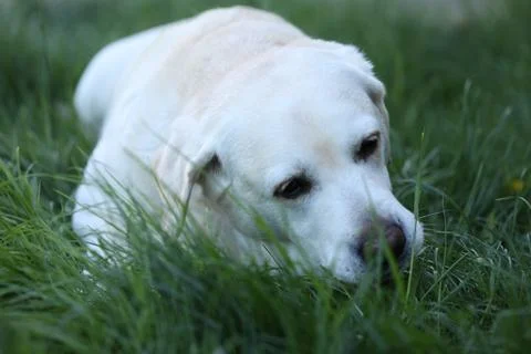 Labrador retriever Stock Photos