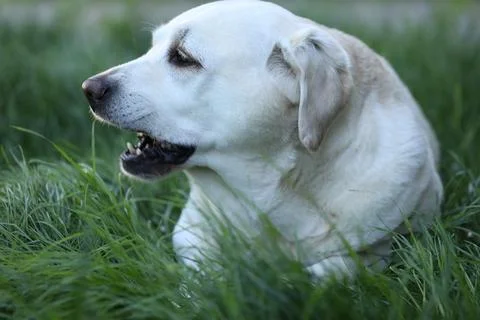 Labrador retriever Foto stock