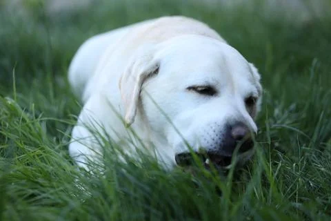 Labrador retriever Stock Photos