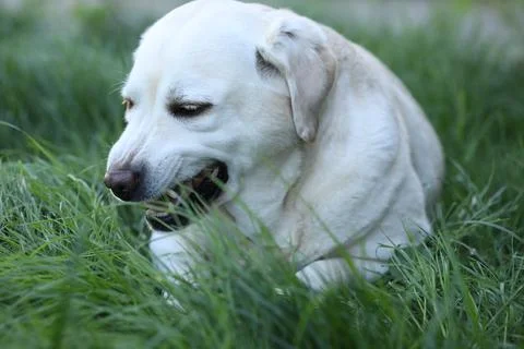 Labrador retriever Stock Photos