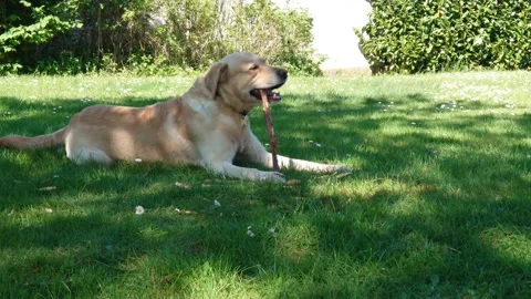 Labrador retriever playing  4K Stock Footage 191924508