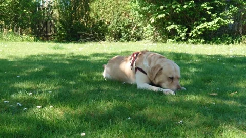Labrador retriever playing 4K Stock Footage 191924584