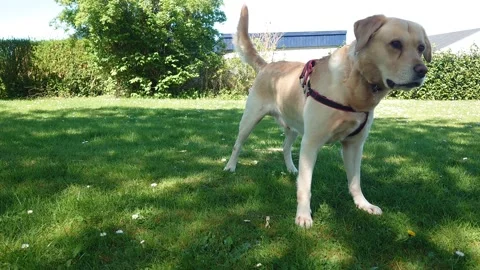 Labrador retriever playing 4K 스톡 동영상 191924983