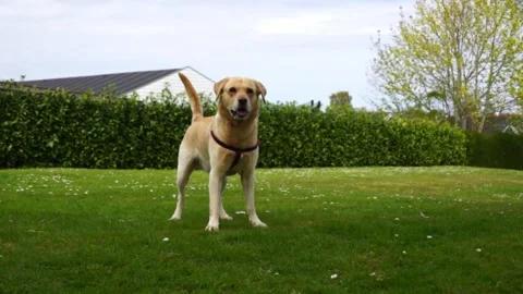 Labrador retriever playing 스톡 동영상 188508410