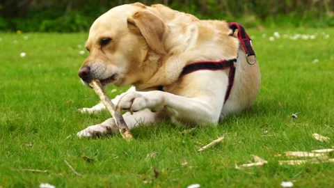 Labrador retriever playing Stock Footage 188508412
