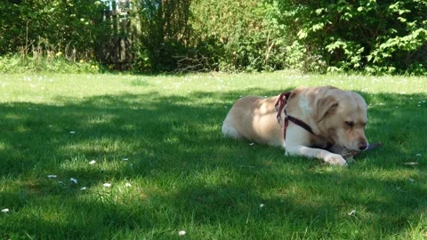 Labrador retriever playing in the grass 4K Stock Footage 191924516