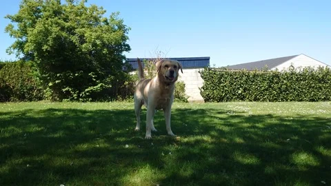 Labrador retriever playing in the grass   4K Stock Footage 191924641