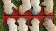 Labrador Retriever Puppies Eating Their Food - Top View Stock Footage