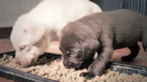 Labrador retriever puppies 스톡 동영상 45777954