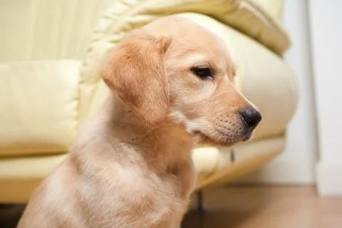 Labrador retriever puppy Stock Photos