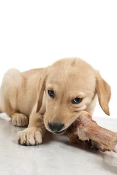 Labrador retriever puppy Stock Photos