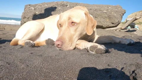 Labrador retriever repose lying on the beach sand one sunny summer morning Stock Footage 142545233