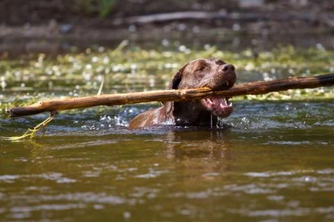 Labrador Retriever in retrieving Foto stock