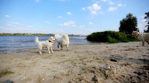 Labrador retriever in river 動画素材 89688422