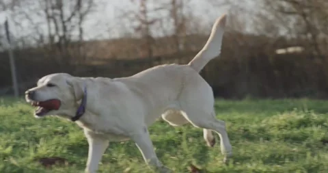 Labrador Retriever Running Through Sunlit Meadow, Spring Field, Tracking Shot Vidéo 341317901