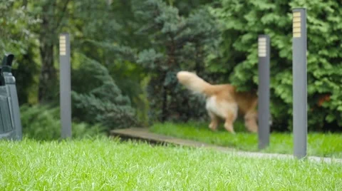 Labrador retriever running towards camera with a ball 스톡 동영상 68991171