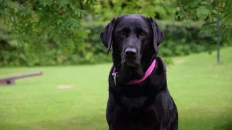 Labrador Retriever Sitting Video stock 53274838