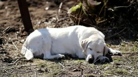 Labrador retriever sleeping Stock Footage 21844616