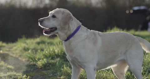 Labrador Retriever Standing in Backlit Meadow, Golden Hour, Side Profile 動画素材 341317842