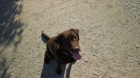 Labrador retriever training obedience by playing with a ball Stock Footage 126646046