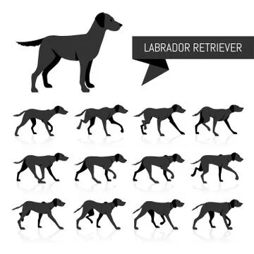 Labrador Retriever vector silhouettes Stock Illustration