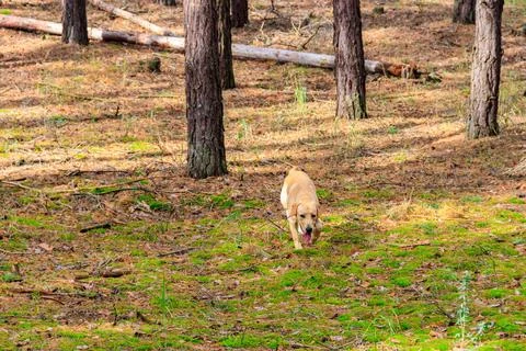 Labrador retriever walking in the pine forest at autumn Stock Photos