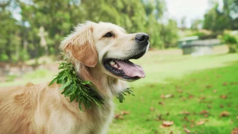 Labrador Retriever Wearing a Lei While Catching Object 動画素材 172055461