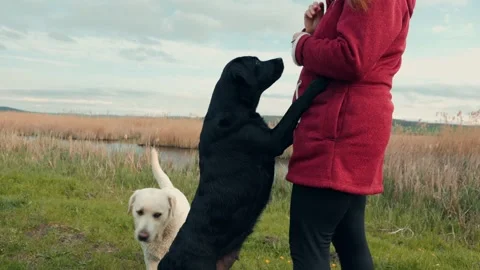Labrador Retrievers playing by a calm river at sunset Stock Footage 308032905